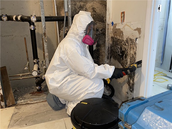 Mold Removal Tips For Homeowners